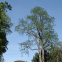 Robinia pseudoacacia silhouette (2)